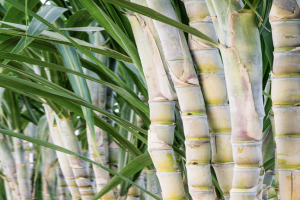 Sugar Cane from Vietnam